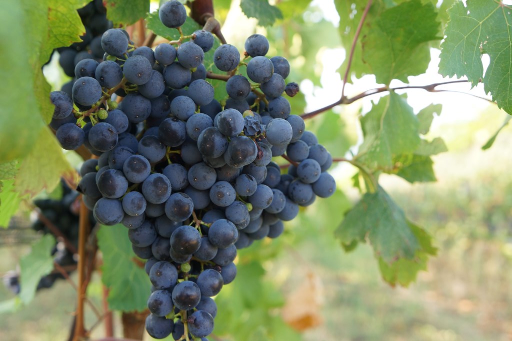 Wine Tasting In Lake Garda-Le Chiusure