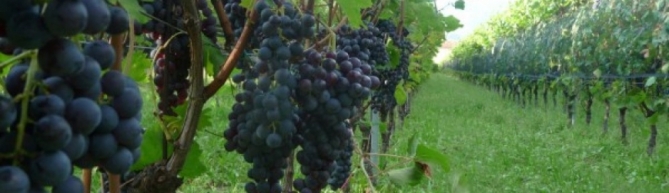 Wine Tasting In Lake Garda