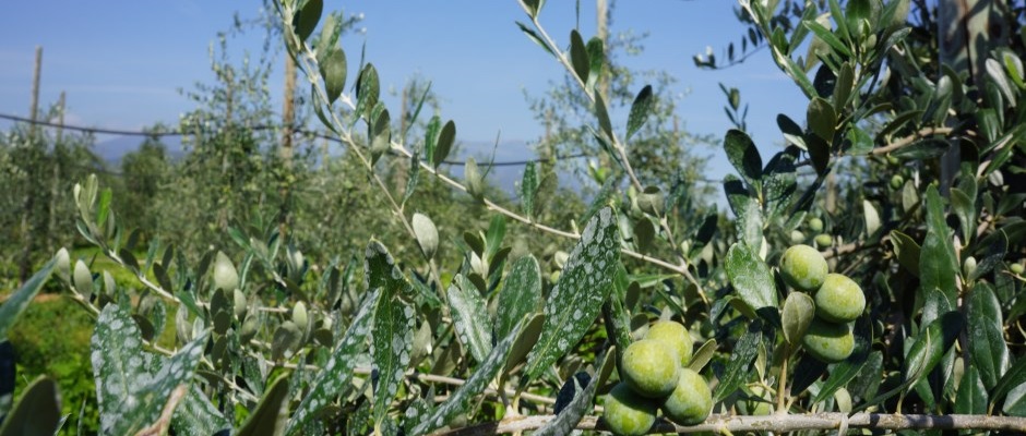 Lake Garda Olive Oil
