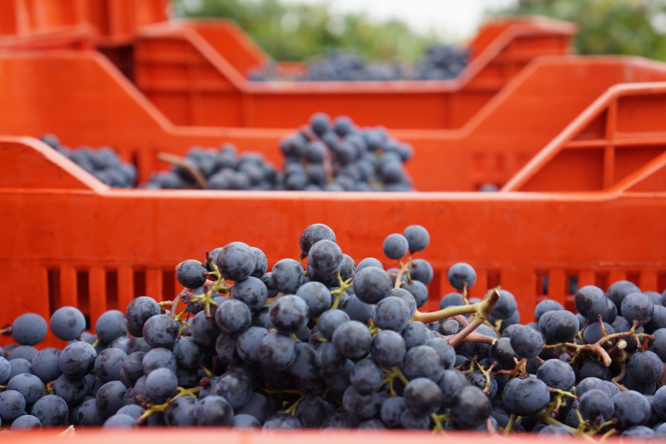 Lake Garda Wine-The Grape Harvest