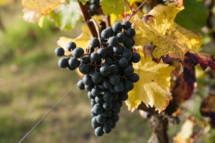 Wine tasting In Lake Garda-Profumi di Mosto