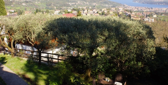 Villa di Tranquillita Olive Tree (2)